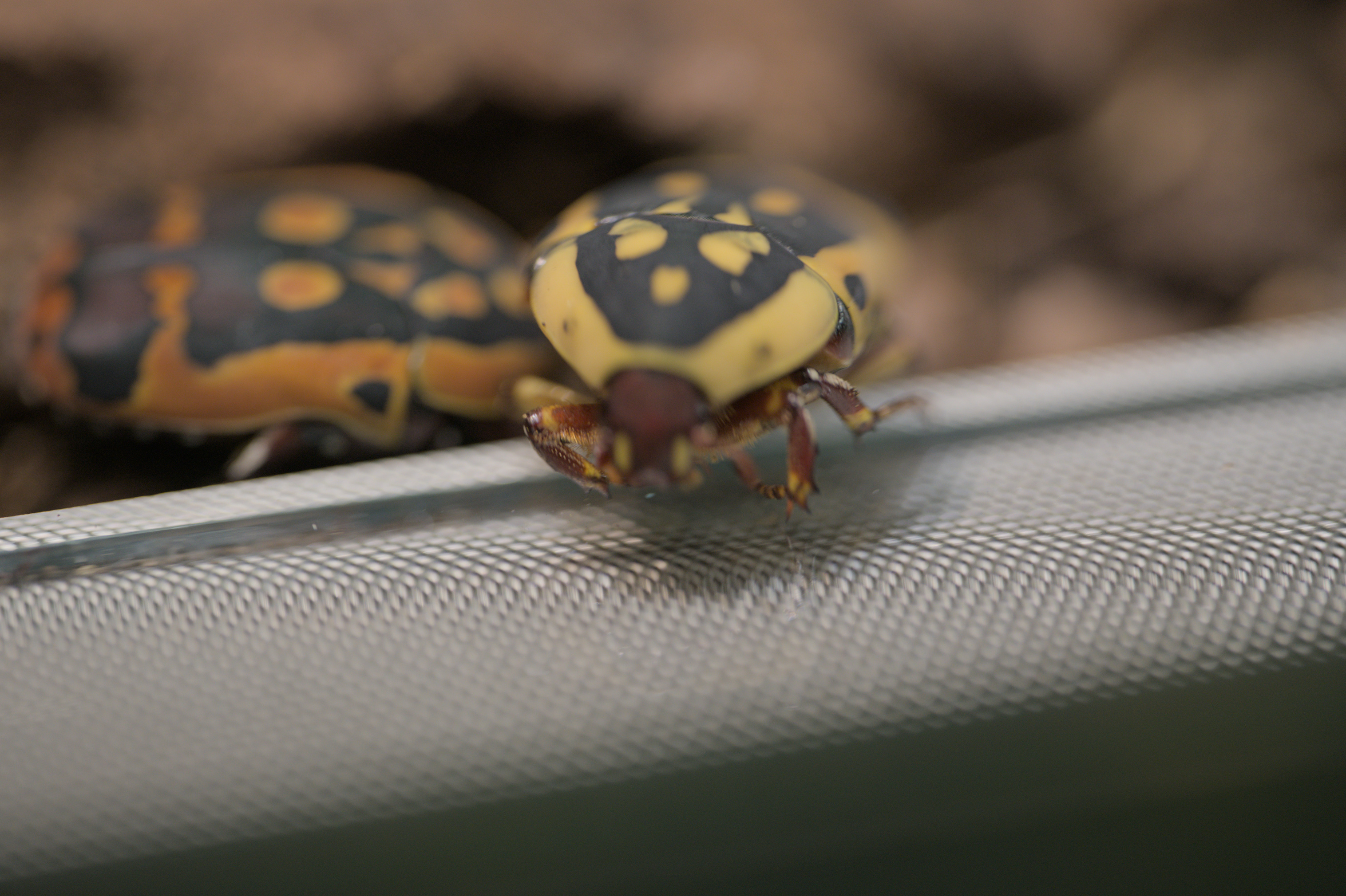 2025/10/12 - zoo/DSC_0222.jpg